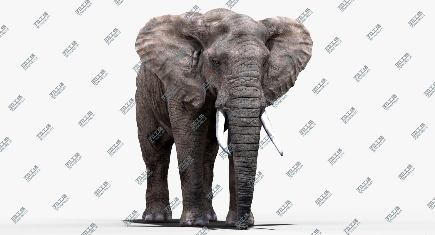 images/goods_img/202104022/Elephant(Rigged) 3D model/2.jpg